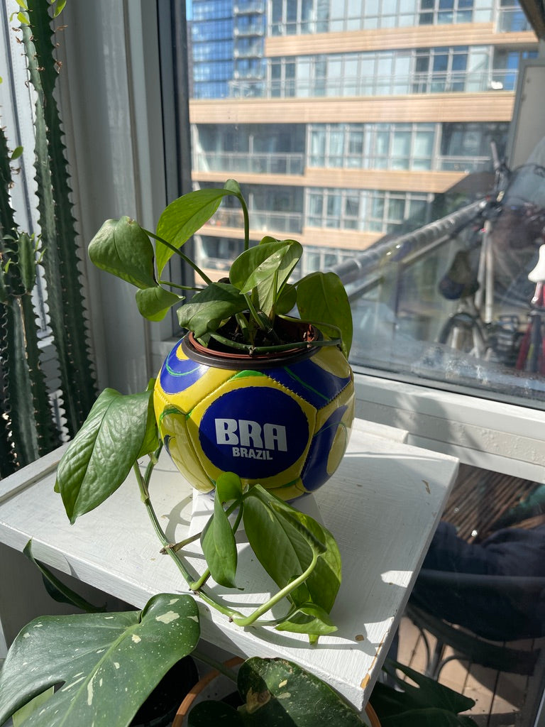 Mini Soccer Ball Planter (Brazil)