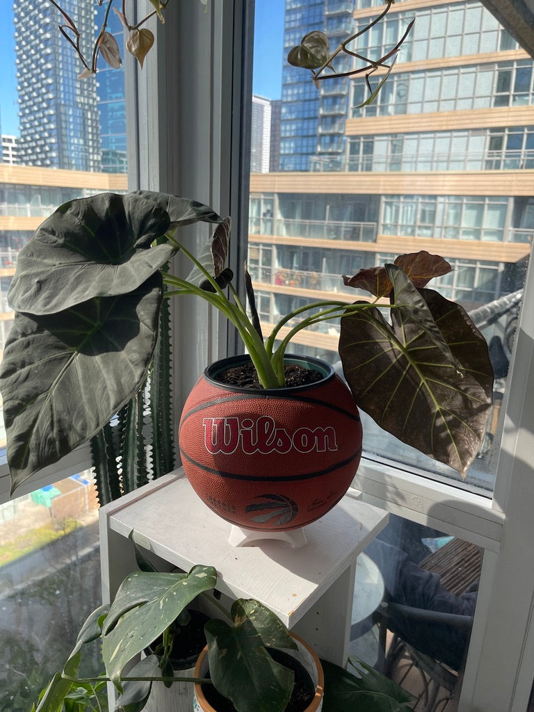 Large Basketball Planter (Toronto Raptors Original)