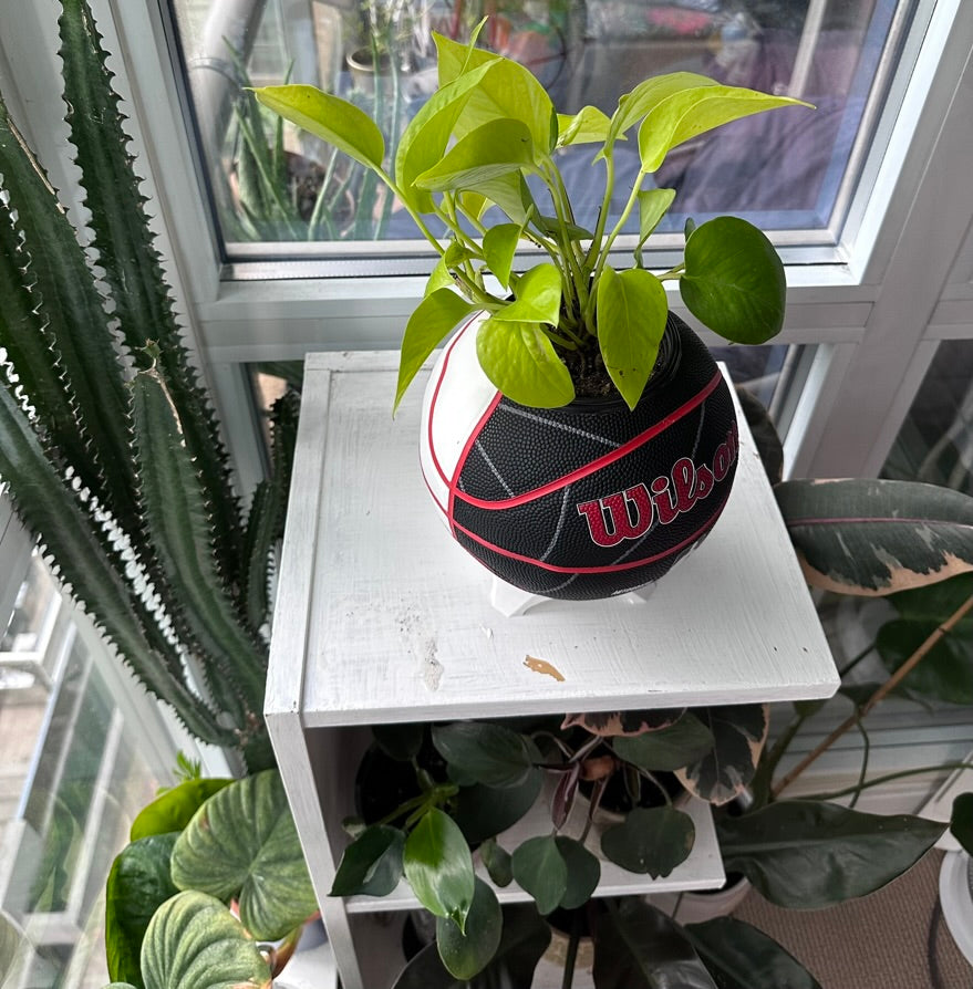 Mini Basketball Planter (Toronto Raptors Autograph)