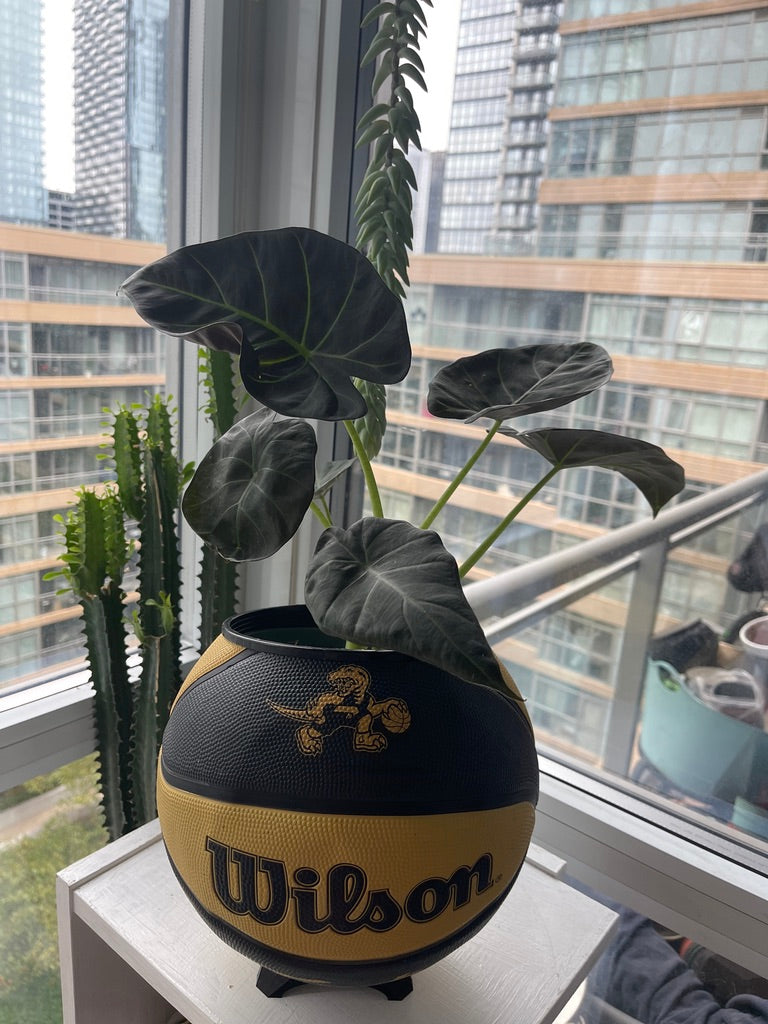 Large Basketball Planter (Toronto Raptors Gold Mascot)