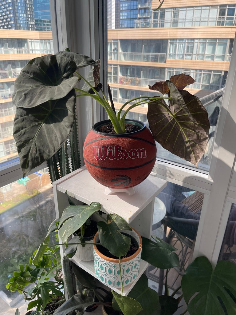 Large Basketball Planter (Toronto Raptors Original)