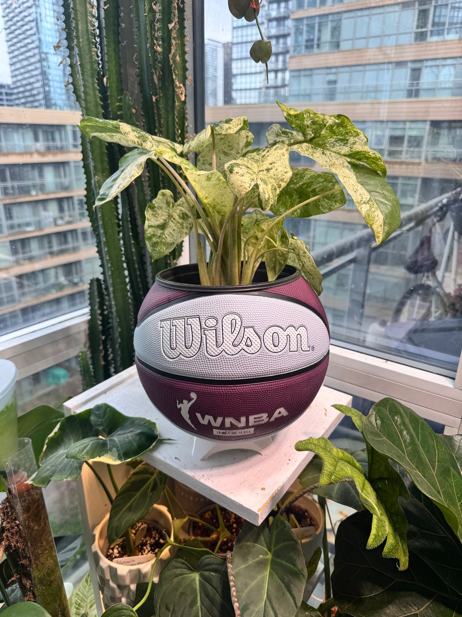 Large Basketball Planter (WNBA Toronto Tempo)