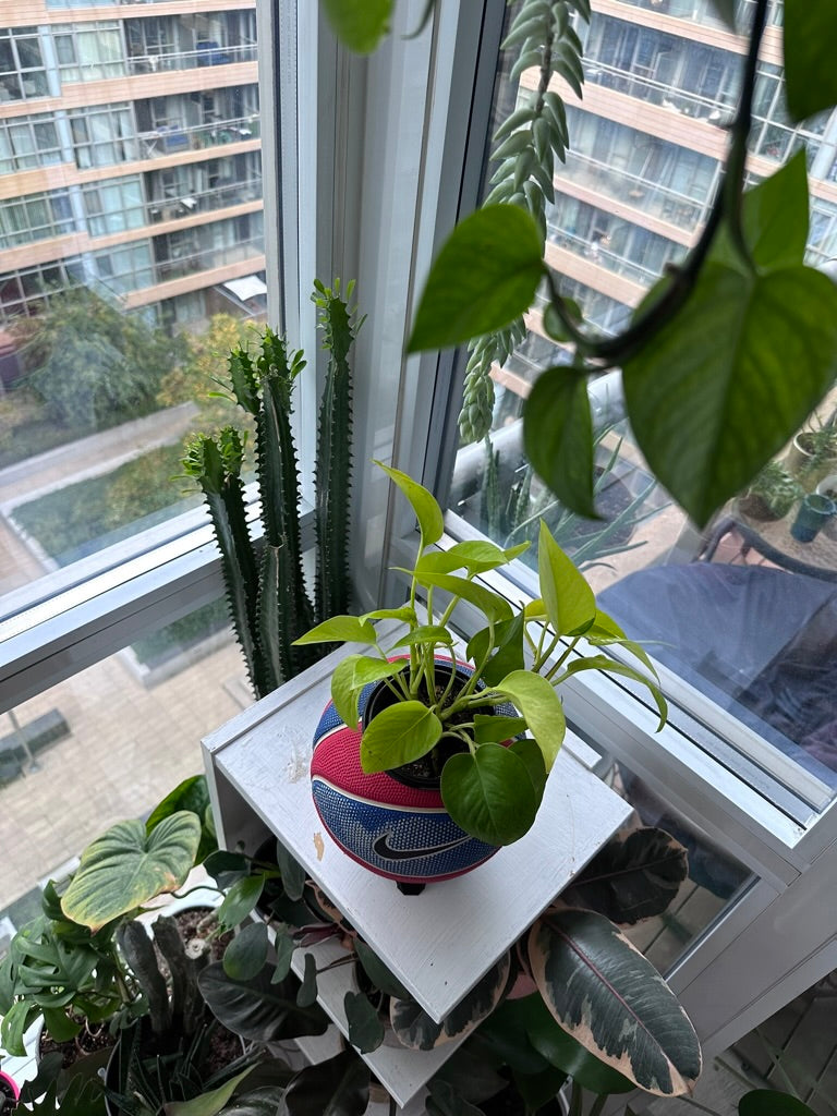 Nike Mini Basketball Planter (Game Royal Silver)