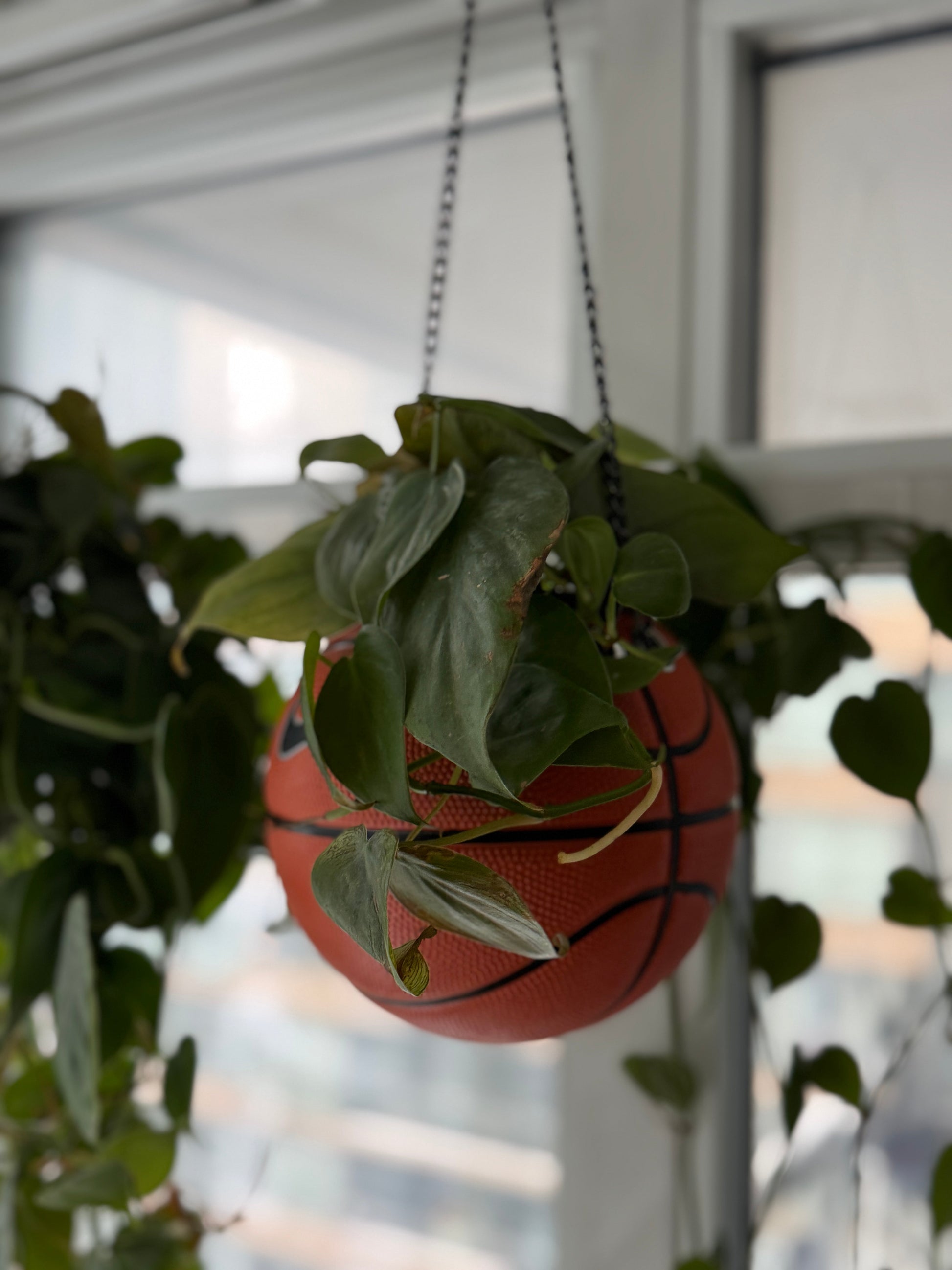 Nike Mini Basketball Hanging Planter (Black Chain OG)