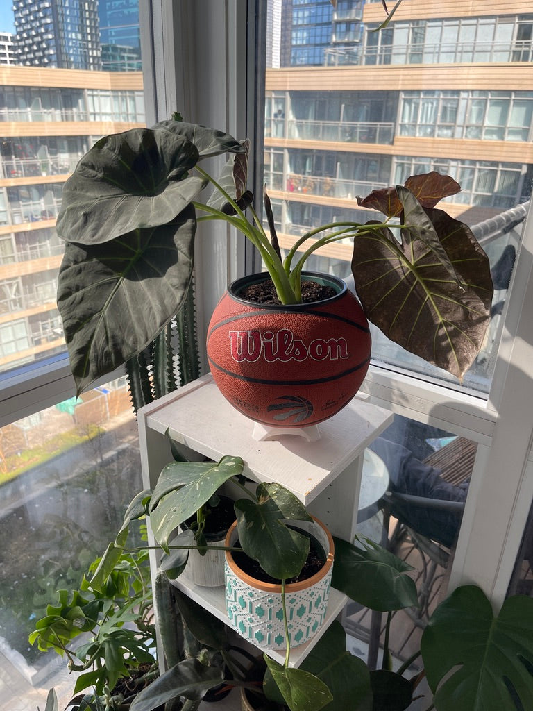 Large Basketball Planter (Toronto Raptors Original)