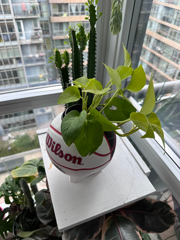 Mini Basketball Planter (Toronto Raptors Autograph)