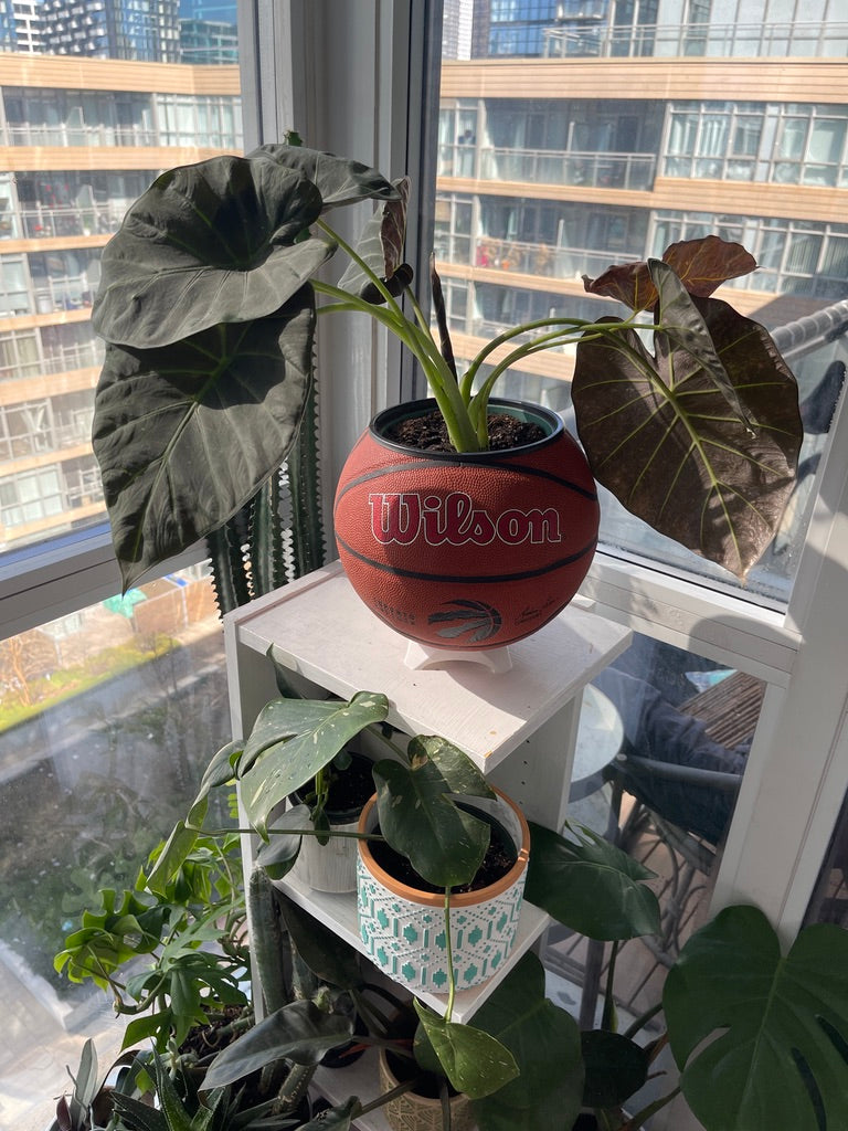 Large Basketball Planter (Toronto Raptors Original)