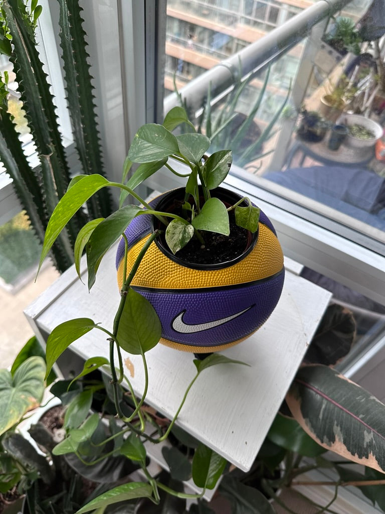 Nike Mini Basketball Planter (Purple & Yellow)